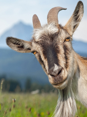 The Korbel School's Unofficial Mascot, The Goat, says thank you for your support!