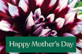 Donation eCard (Wyoming): Happy Mother's Day